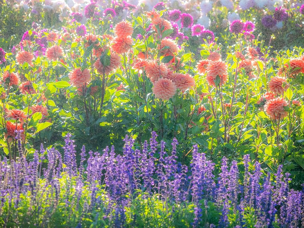 Oregon-Canby-Swam Island Dahlias-water coming down on flowers